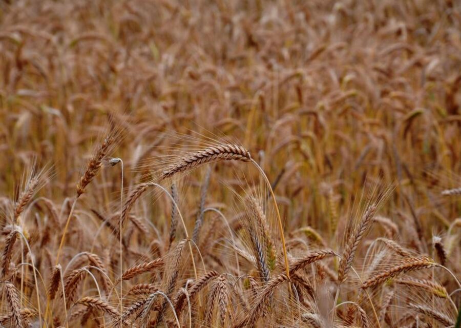 Céréales